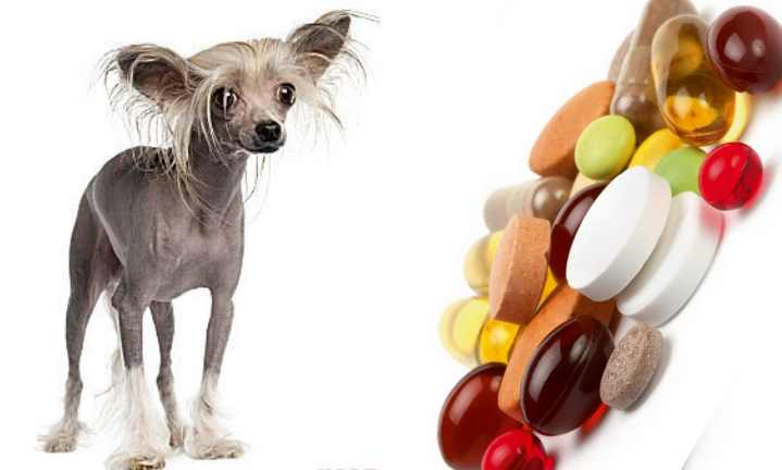 Supplements. Vitamins. Treats.